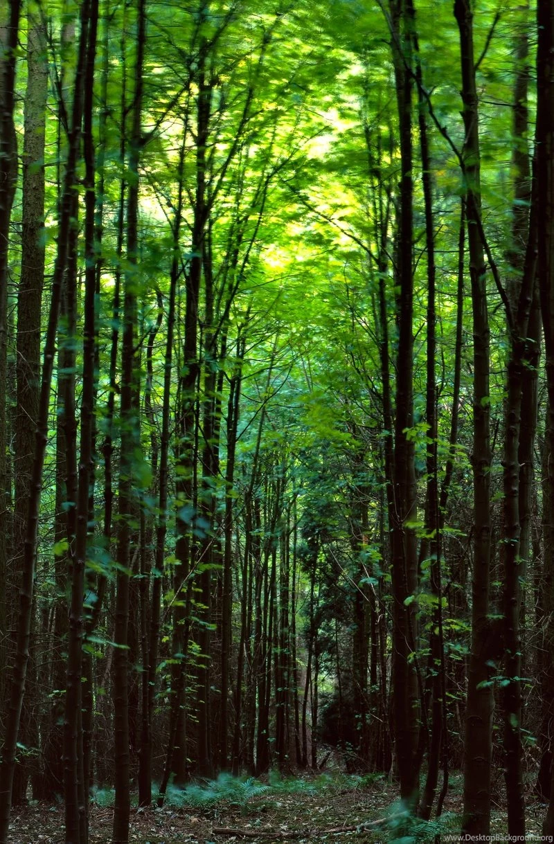 Nature Forest Trippy – Nature Forests HD Desktop Wallpapers