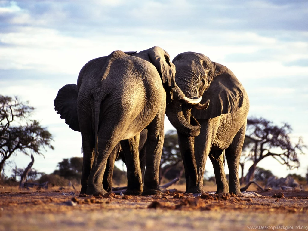 Animal Wallpapers