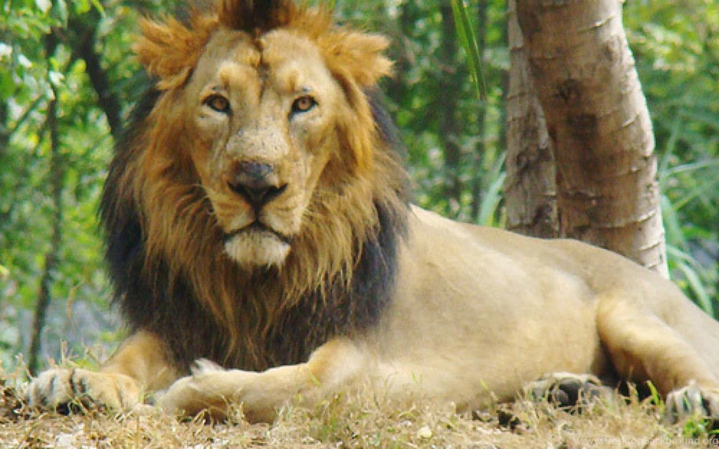 Images Of Asiatic Lion   HD Wallpapers And Pictures