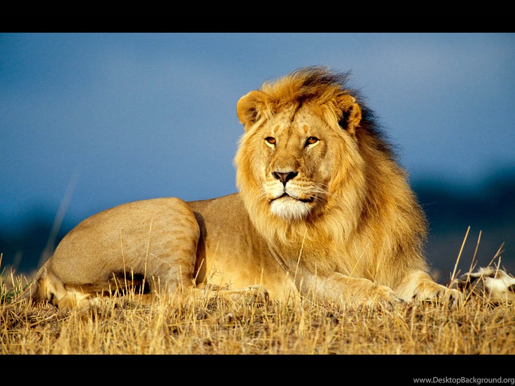 Lions' Origin Revealed By Genetic Analysis