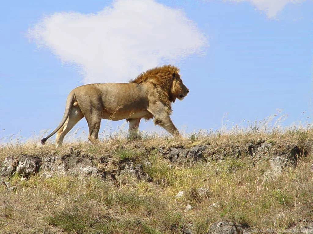 Lion Indian Lion Sky Sunrise Morning Walking Wallpapers Latest HD ...