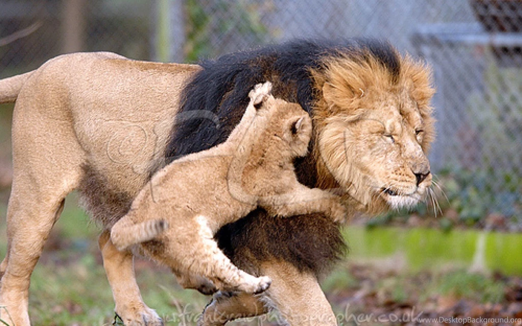 Images Of Asiatic Lion HD Wallpapers And Pictures