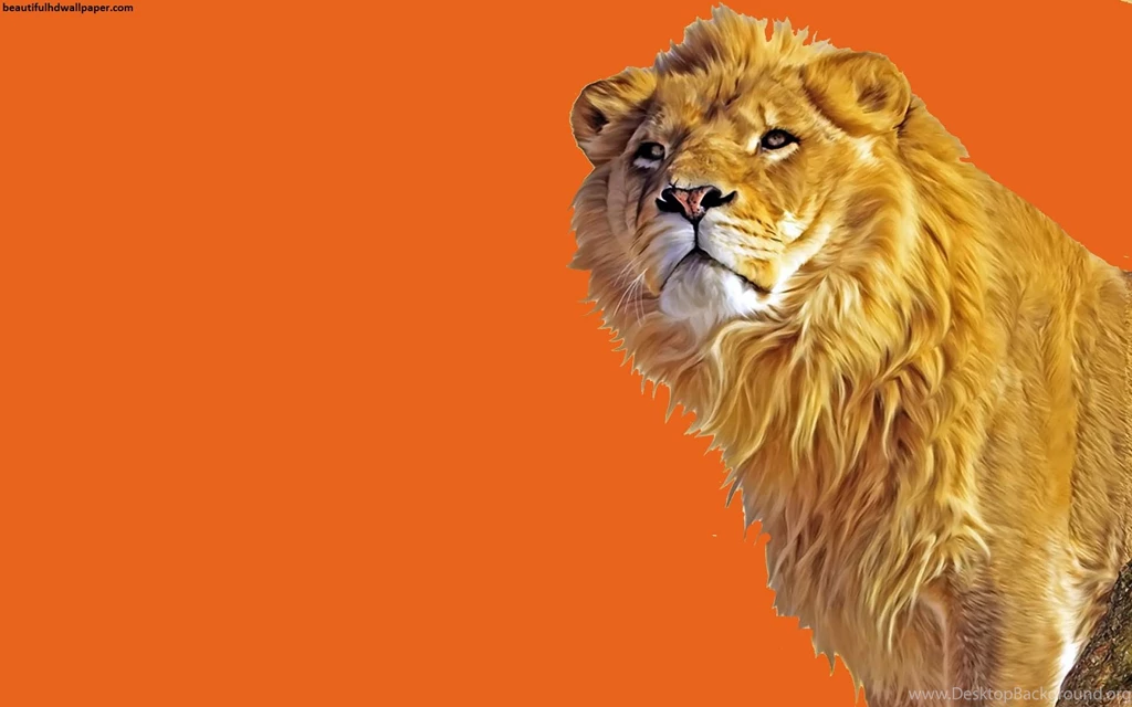 Indian Lion Beautiful Animal