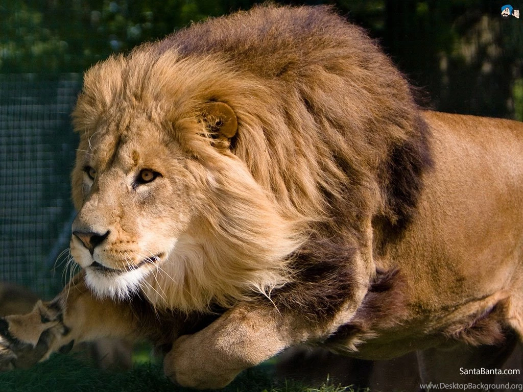 Lions Wallpapers