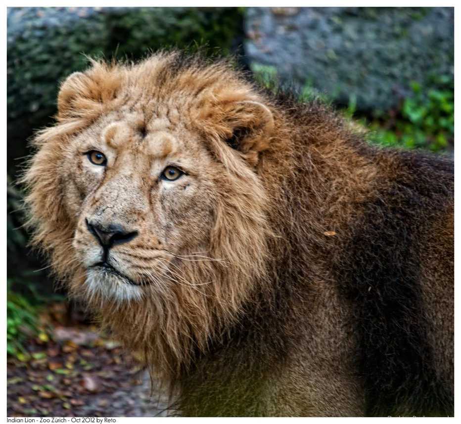 Indian Lion By Reto On DeviantArt