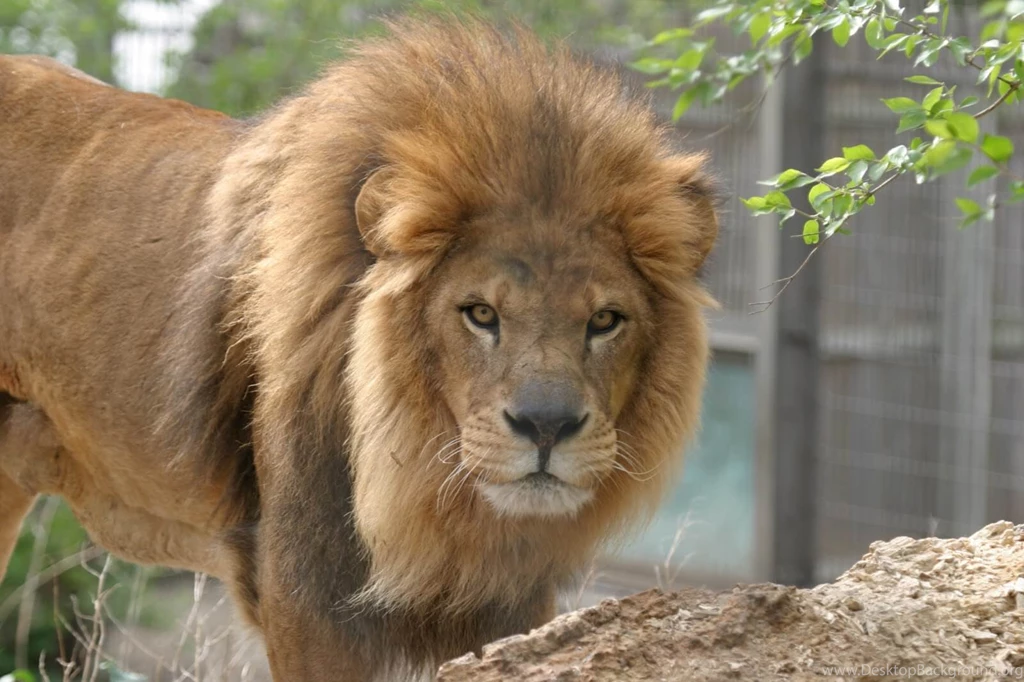 Indian Lion Hd Wallpapers