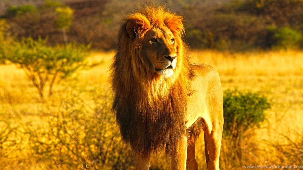 Indian Lion The King Desktop Image New Hd WallpaperNew Hd Wallpapers