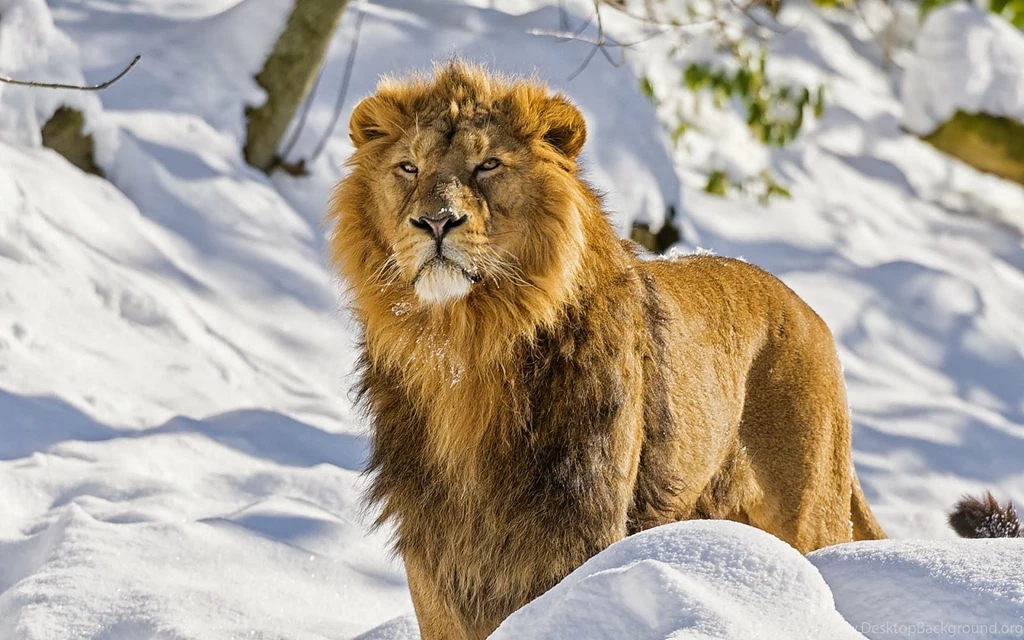 Winter With A Lion In The Snow Hd Wallpapers / Lions / Stillgalaxy