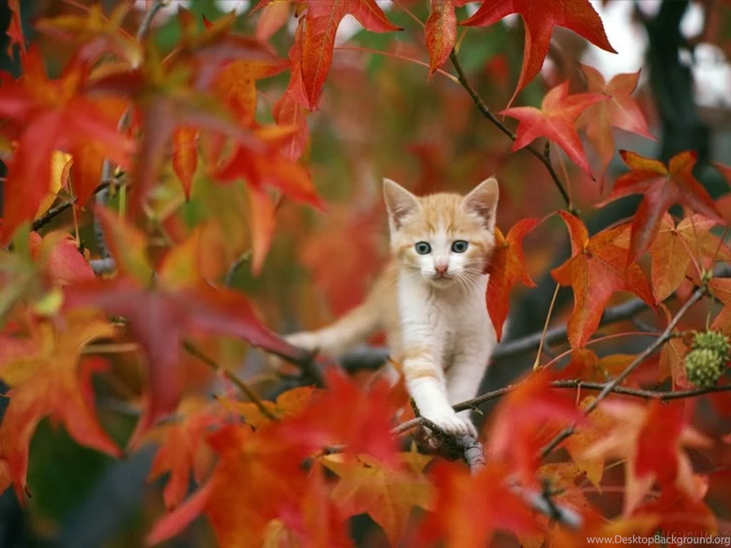 Fall Wallpapers