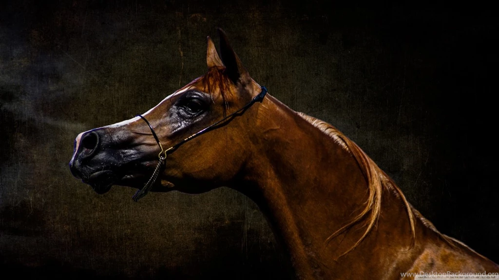 Arabian Horse HD Desktop Wallpapers : Widescreen : High Definition ...