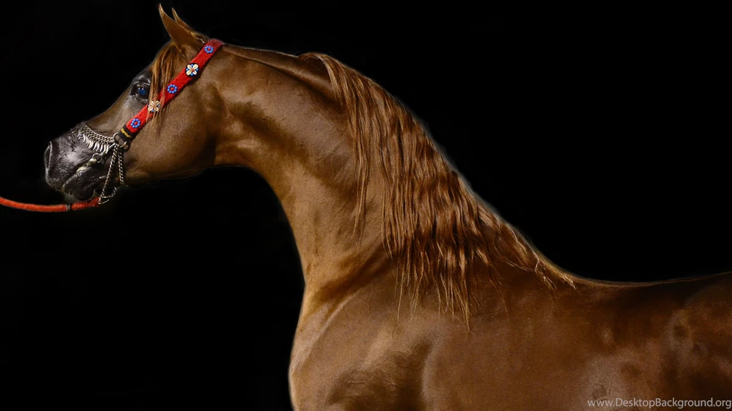 Arabian Horse Ultra Hd Wallpapers Ultra High Definition ...