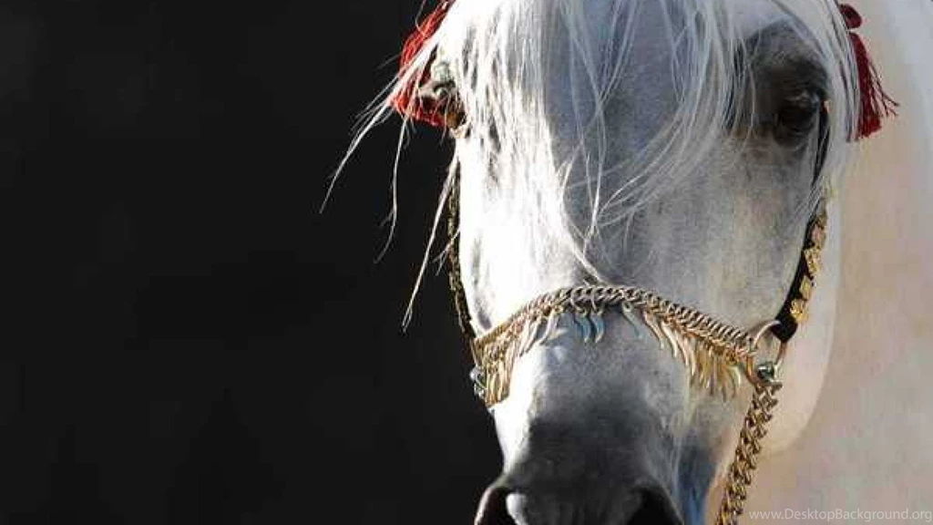 Arabian Horse High Resolution Wallpapers