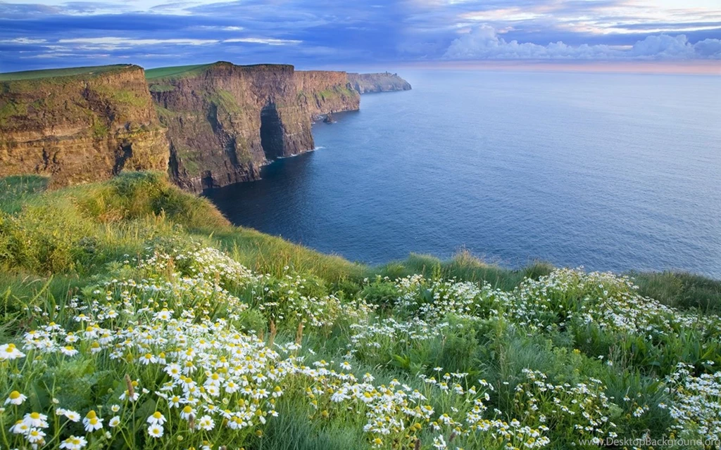 The Cliffs Of Moher In Summer With Daisies Growing - Landscape ...