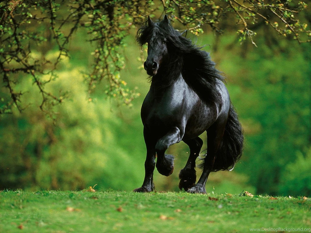 Arabian Horse Wallpapers For Free Download