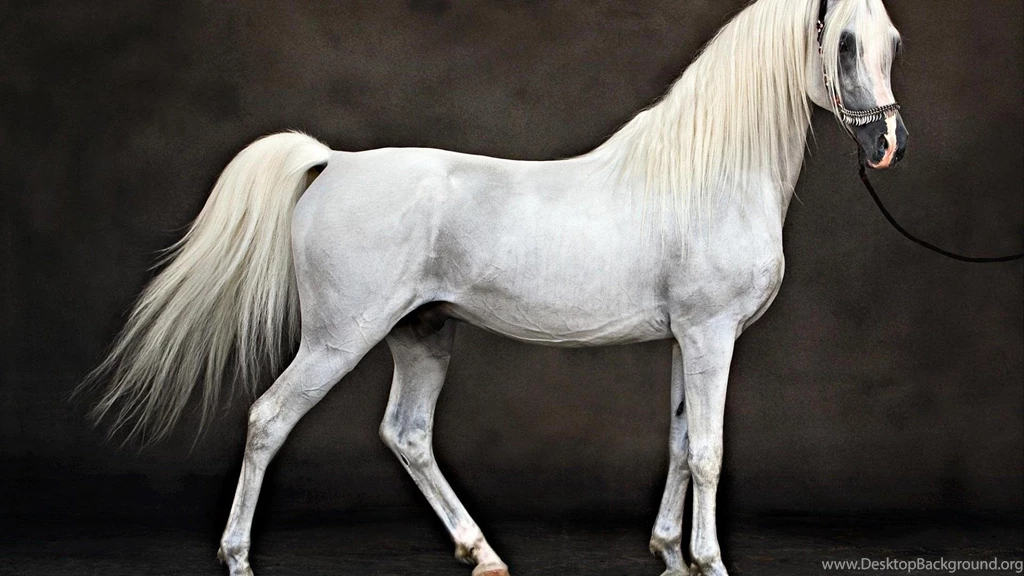 White Arabian Horse 1205953 Wallpapers   (