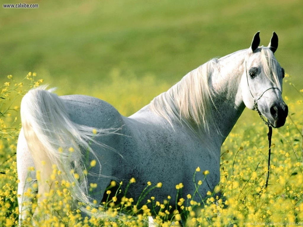 White Arabian Horse Wallpapers