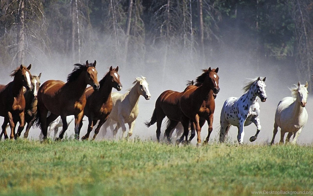 Black Arabian Horse Running