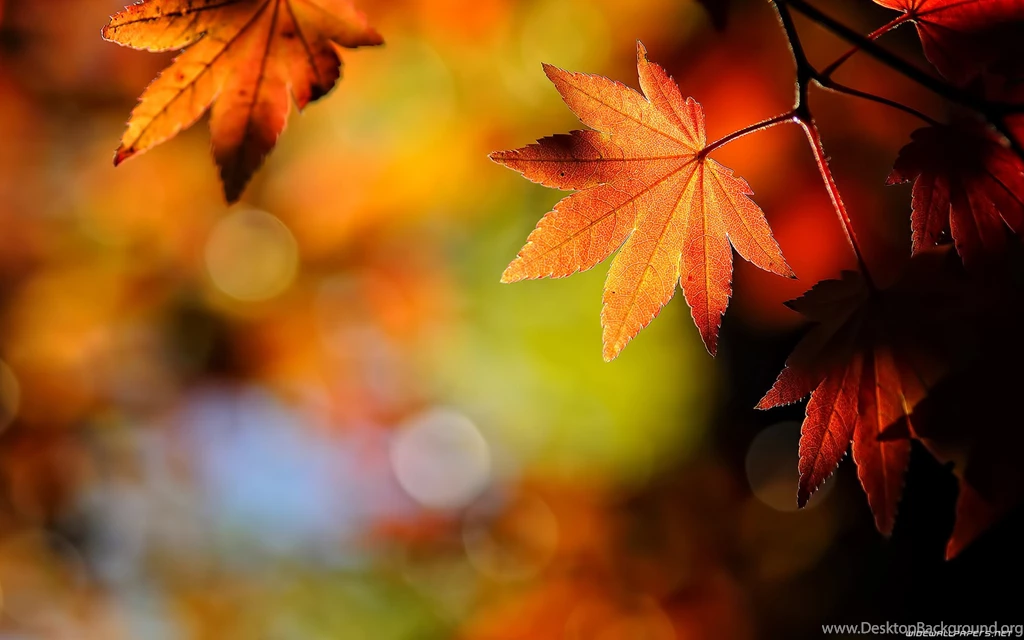 Autumn Leaves Wallpapers High Definition For Desktop Uncalke.com