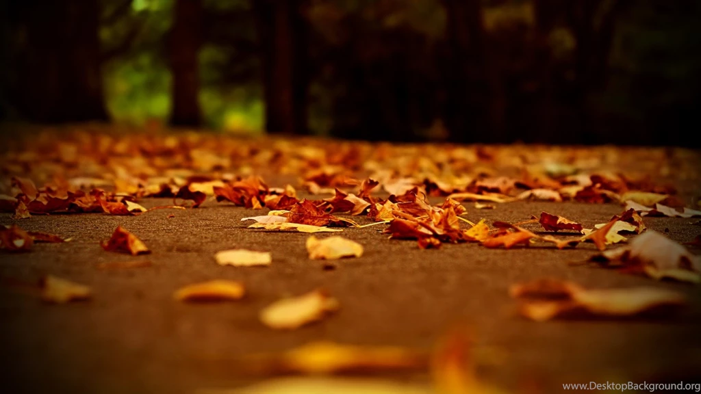 Leaves Yellow Autumn Wallpapers