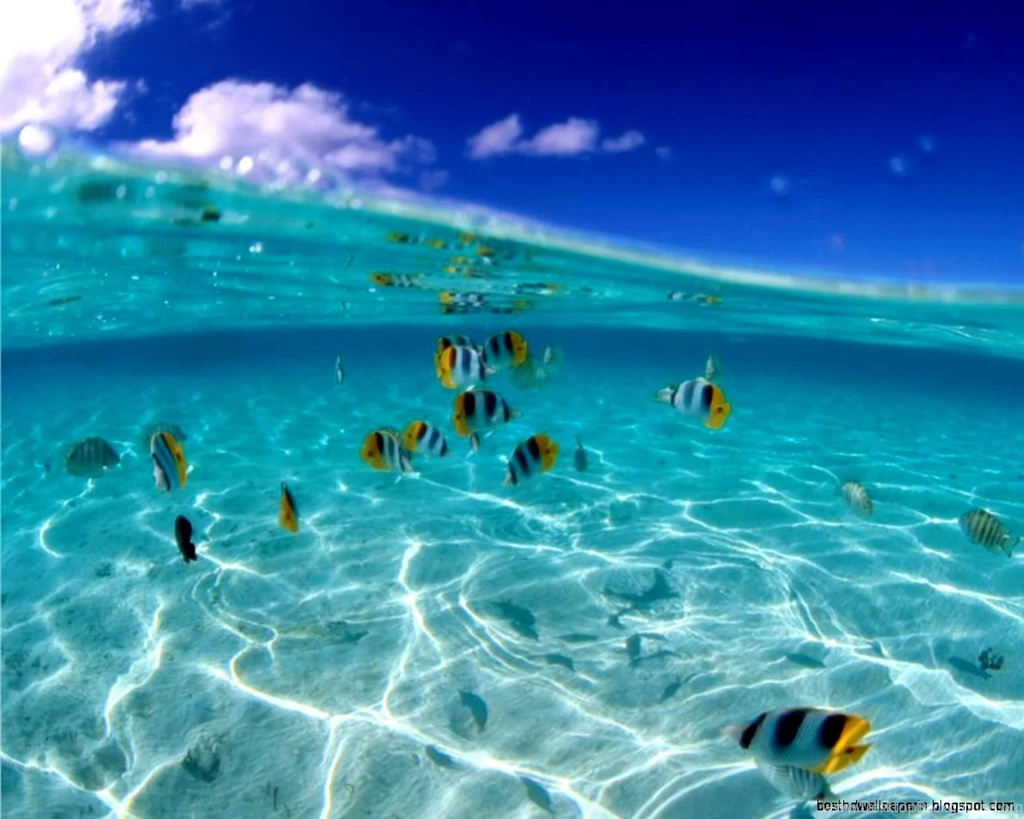 Fish Desktop Backgrounds