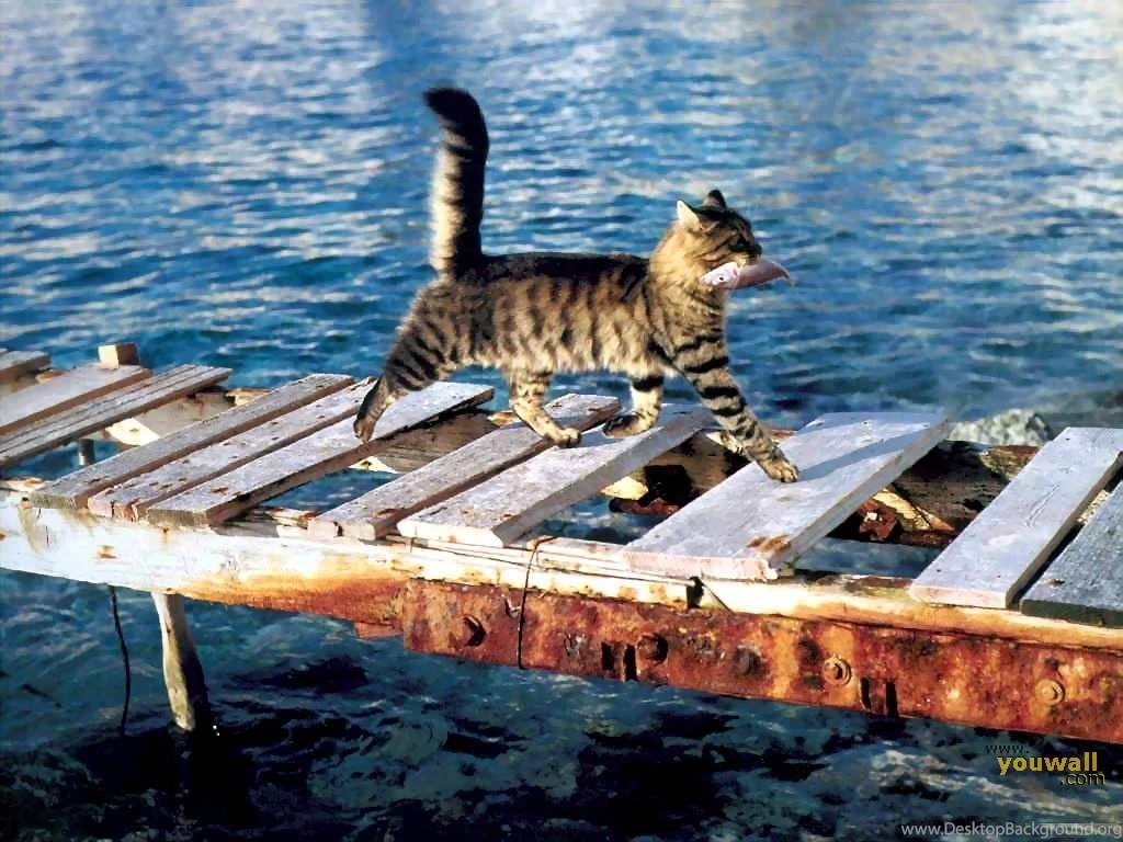 YouWall Fishing Cat Wallpapers Wallpaper,wallpapers,free ...
