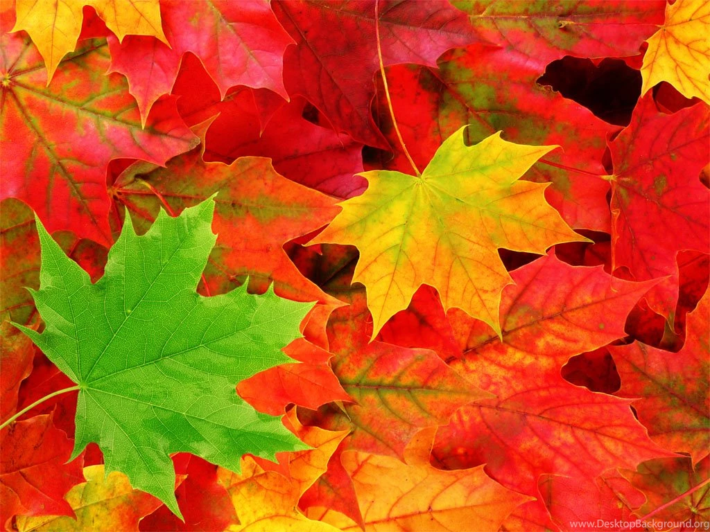 Autumn Wallpapers For Windows 7