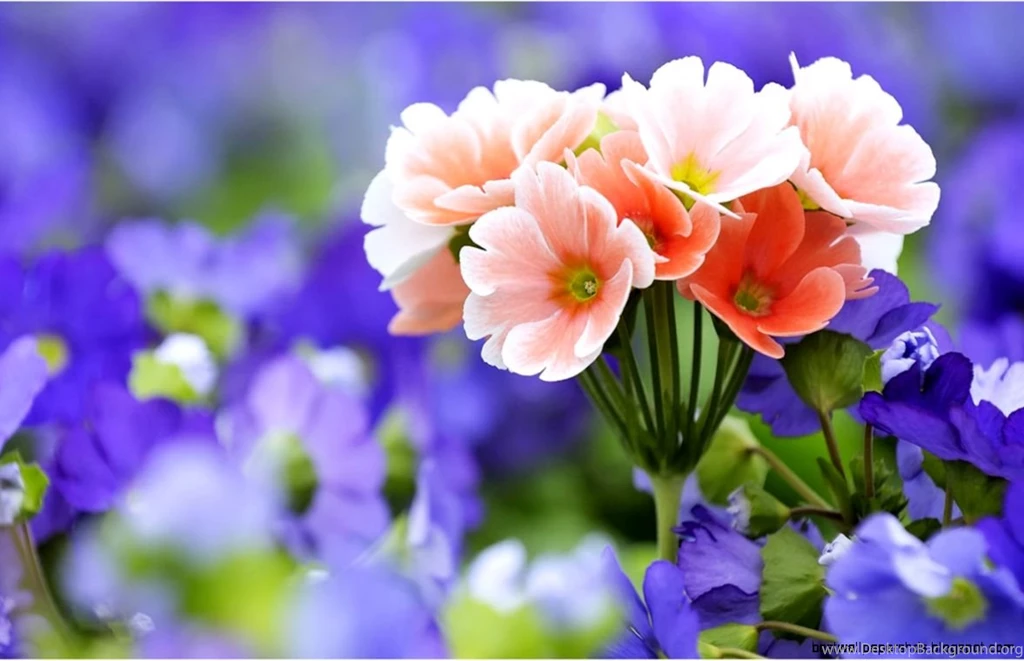 Flower Desktop Wallpapers Hd