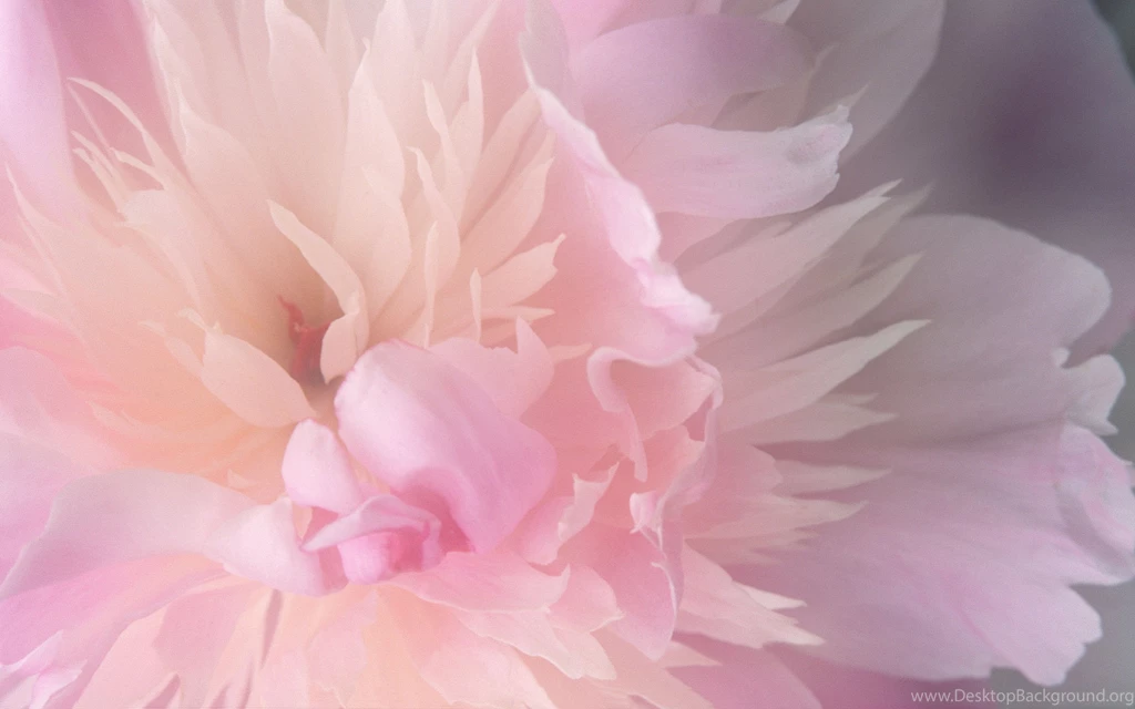 Desktop Wallpapers Hd 3d Full Screen Flowers Wallpapers And ...