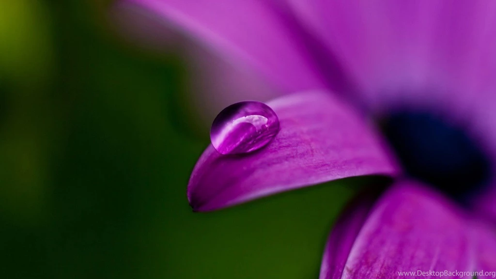Nature Flower Wallpapers HD For Desktop
