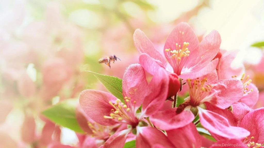 Warm And Pure Pink Flowers Desktop Wallpapers 1280x720 Hd Wallpapers ...