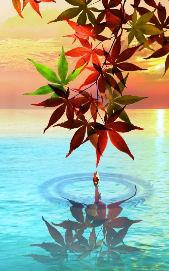 Water Drop. Flowers And Leaves Android Apps On Google Play