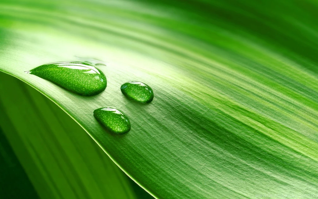 Water Drop Leaf HD Nice Wallpapers Free HD Wallpapers   Download ...