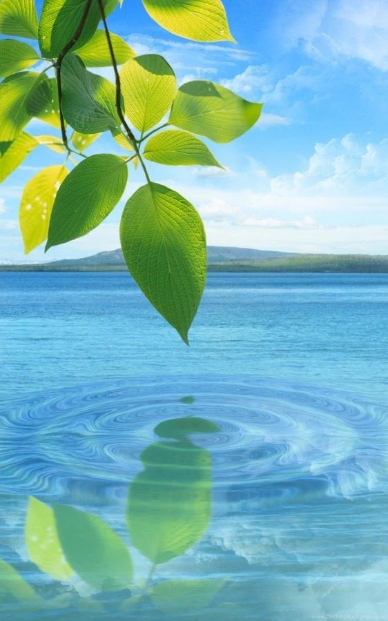 Water Drop. Flowers And Leaves Android Apps On Google Play