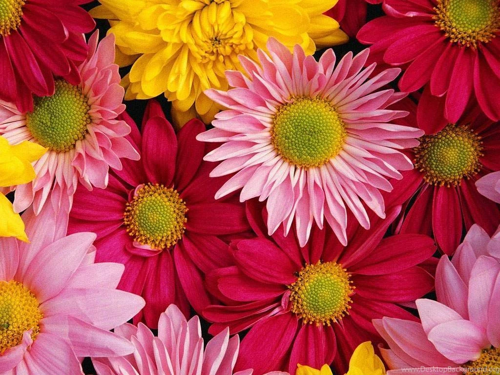 Flower Images For Desktop Backgrounds Wallpapers Cave