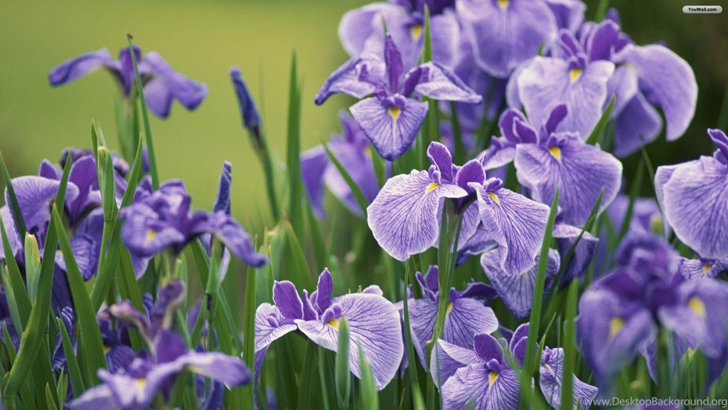 Iris Wallpapers Wallpapers Zone