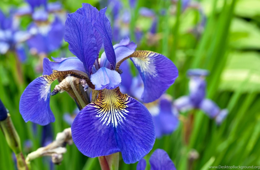 Iris Flower Part 1