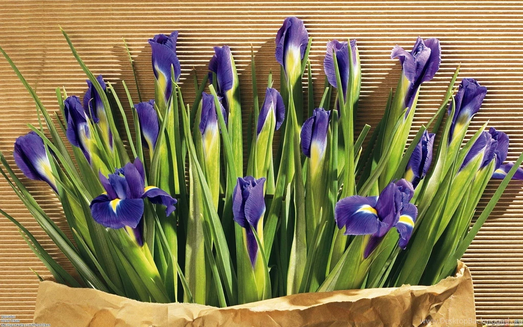 Blue Iris Flowers Wallpapers