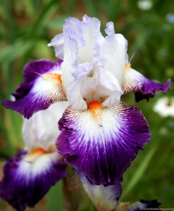 Iris Violet White Blanc Flower Wallpapers