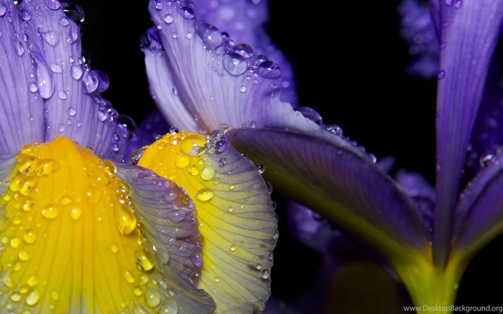 Iris HD Wallpapers ( Flowers ) HD Wallpapers Inx