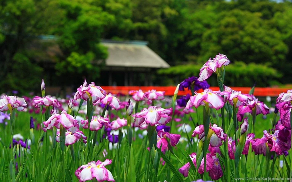 Iris Wallpapers For Desktop