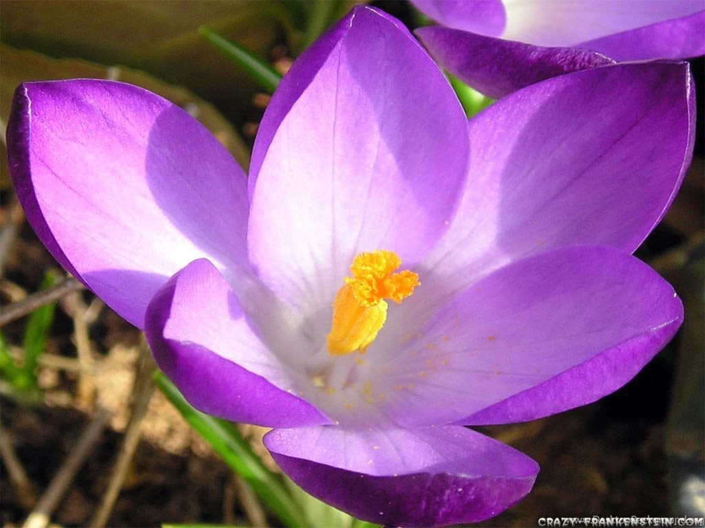 Iris Flower Wallpapers Crazy Frankenstein