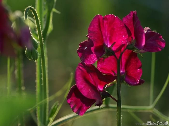 Iris, Nature Flower Wallpapers 26 Wallcoo.net
