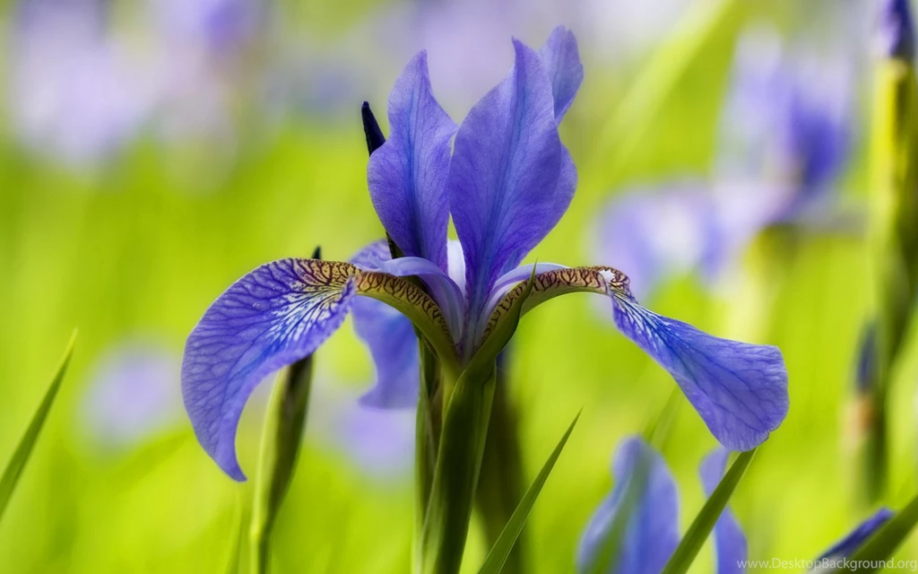 Iris Flower Desktop Wallpapers