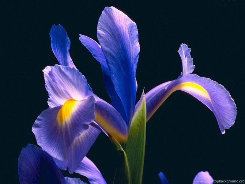 Blue Iris Flowers Pictures