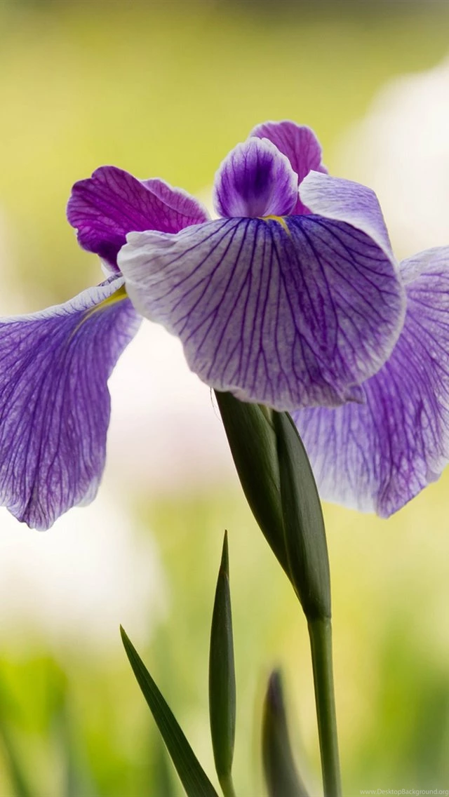 Purple Iris, Flower Close up iPhone Wallpapers
