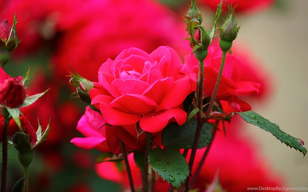 Flowers: Red Roses Flowers Buds Desktop Background Images For High ...