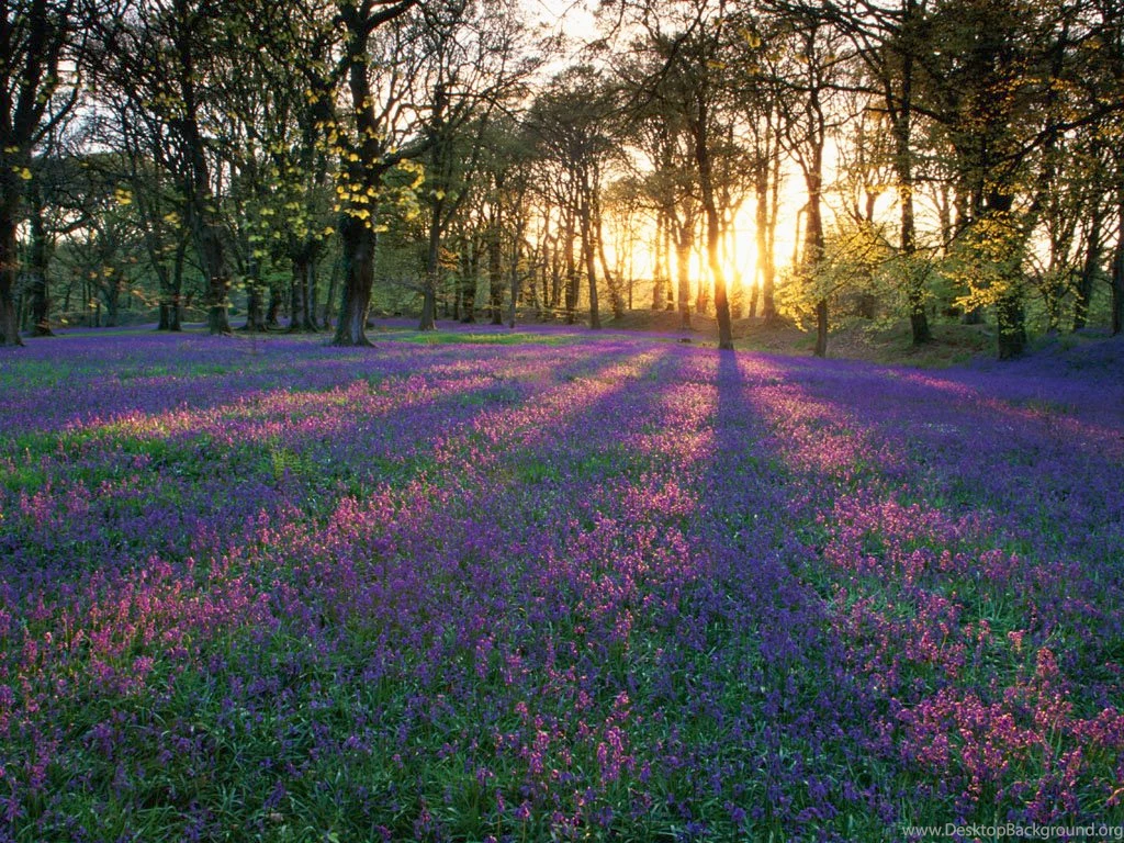 Pretty Purple Flower Field