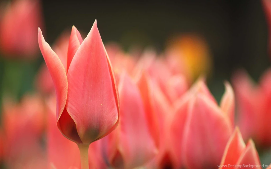 07.09.15 ~ Nature Macro HD, Nature Image Galleries