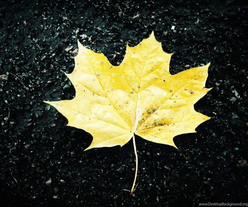 Wallpapers For Android Phones