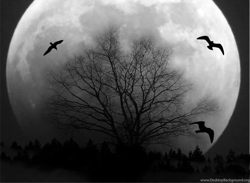 Full Moon Crows Over The Tree Wallpapers From Dark Wallpapers